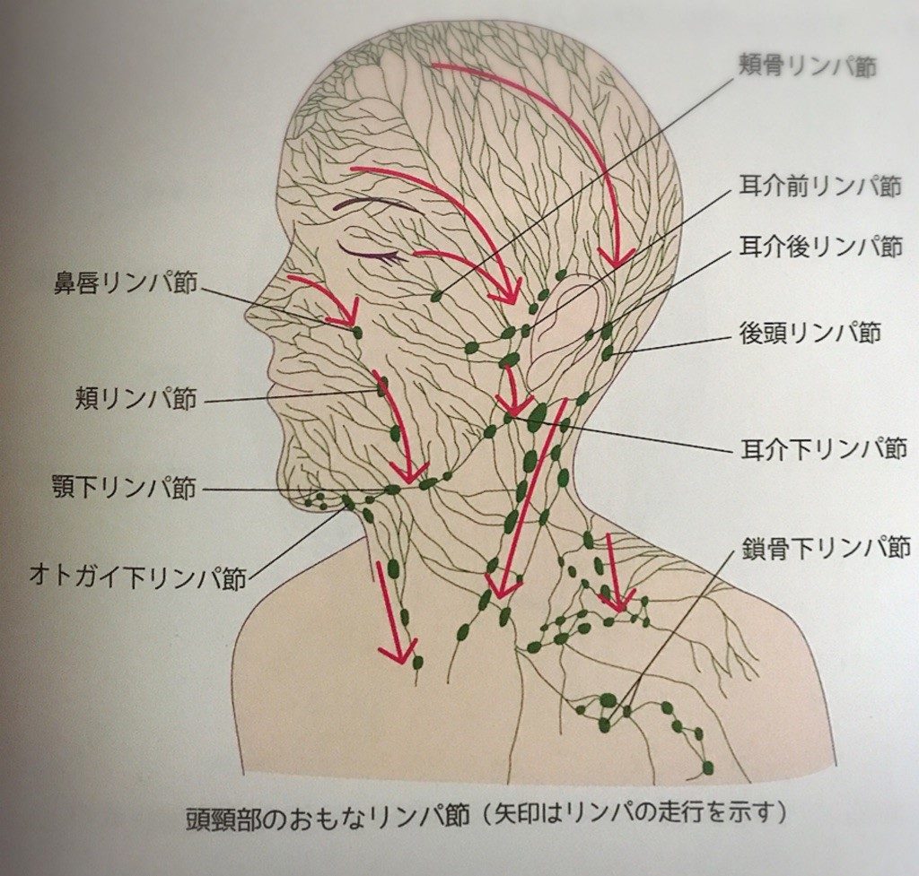 耳 の 後ろ 腫れ 後頭部のしこり こぶ 腫瘍 腫れ 原因と対処法